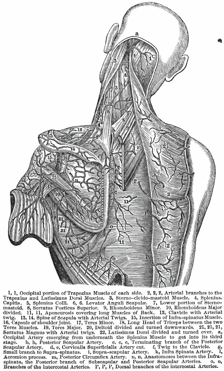 The Vagus Nerve Anatomy Topography