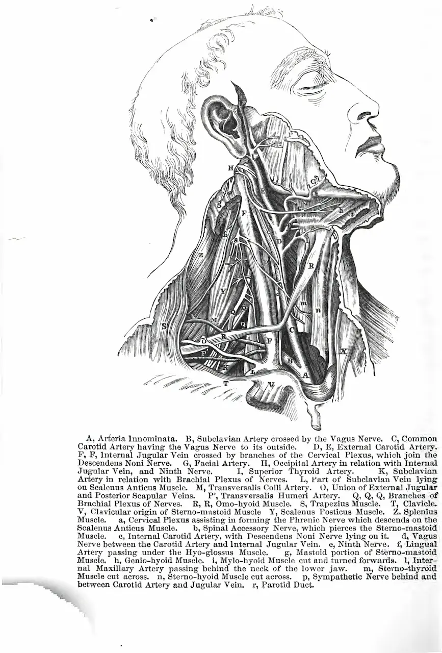 Topography Of A Human Neck Muscles And Nerves