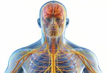 What Is The Vagus Nerve