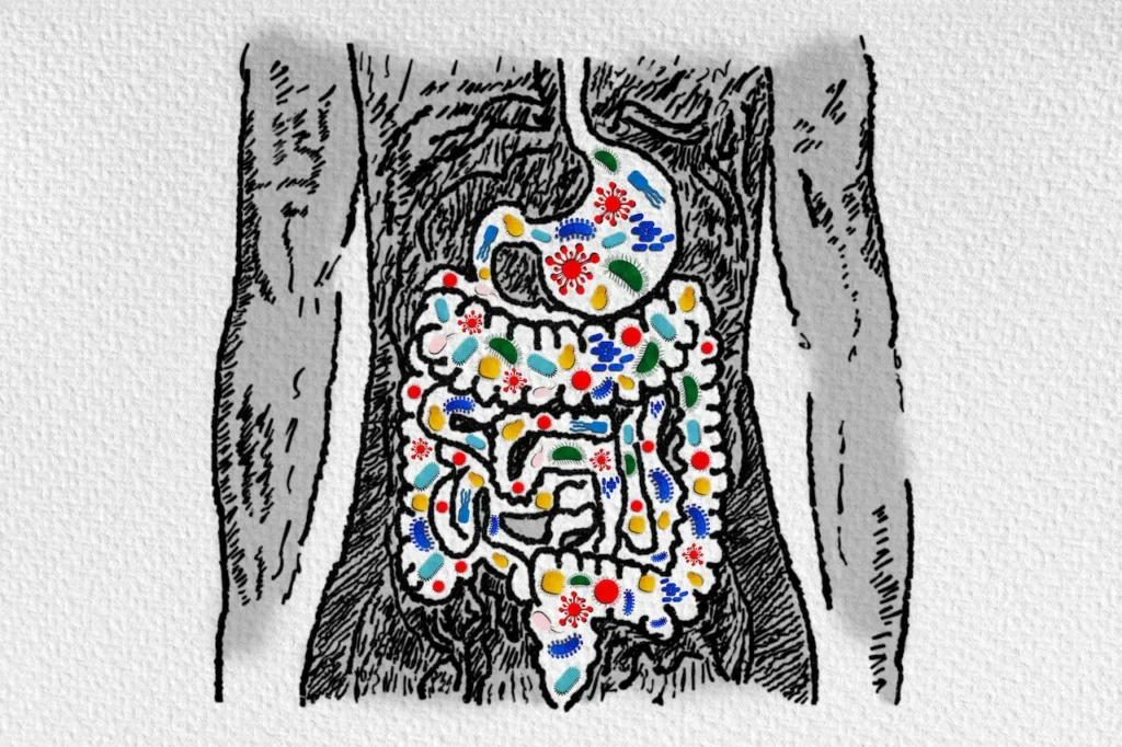 Gut Microbiome And Probiotics