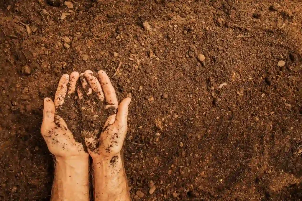 How Putting Your Hands In Soil Helps Gut Microbiome