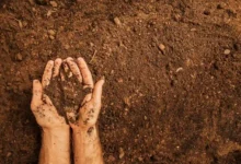 How Putting Your Hands In Soil Helps Gut Microbiome