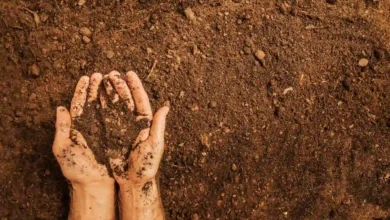 How Putting Your Hands In Soil Helps Gut Microbiome